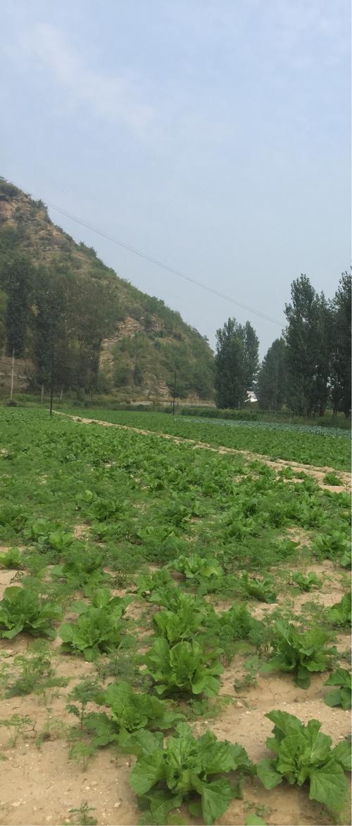 跑马梁生态农业蔬菜种植基地