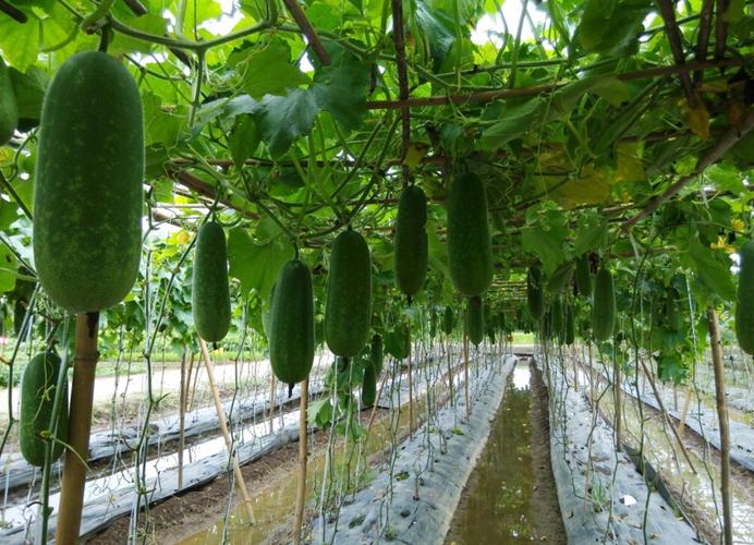 这款特色蔬菜种植范围广,亩产值近1万!现在种还来得及!