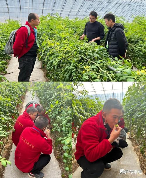 中国寿光第47期中荷无土栽培蔬菜种植培训班圆满结束