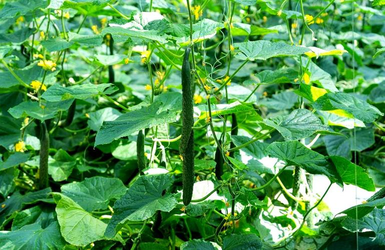 闰6月对蔬菜种植的影响与策略调整