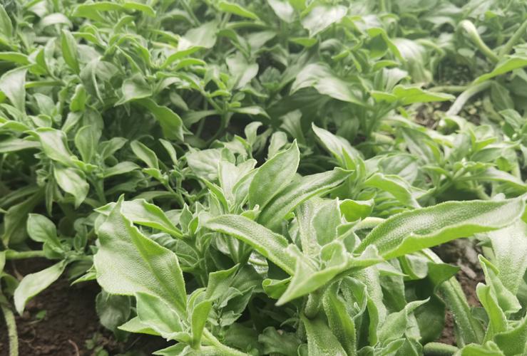 探访京郊蔬菜种植基地,小众新蔬菜节前走俏