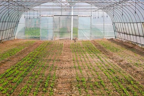 小昆山镇港茸蔬菜基地种植秋冬菜近170亩,搭建了近300个棚,其中有3个