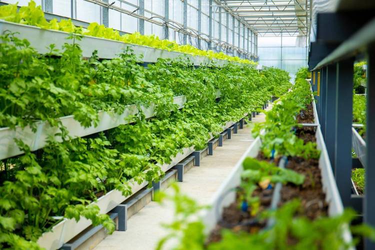 商城县:蔬菜产业激活乡村振兴新动能