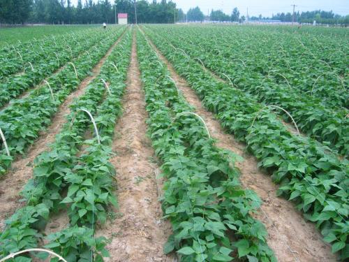 蔬菜种植实用指南 从零开始打造你的家庭菜园