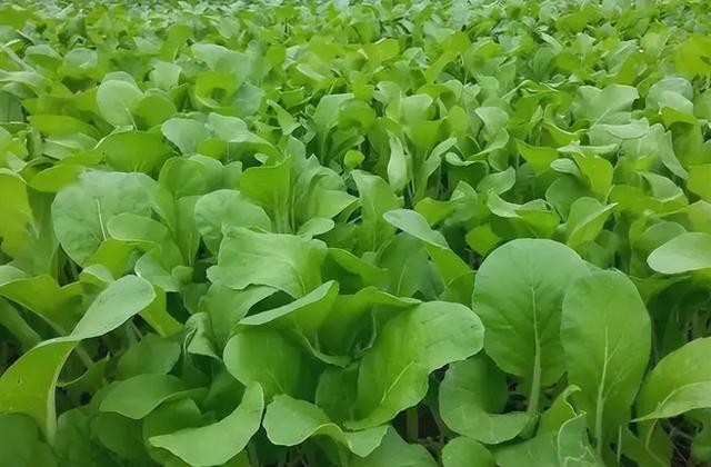 农历六月种什么菜最合适？推荐蔬菜种植指南