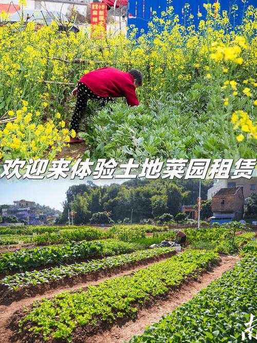 通过租用土地,我们将获得更多的种植空间,能够种植更多的蔬菜和水果