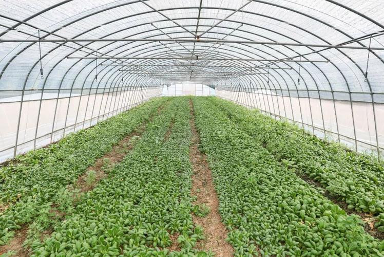 保障"菜篮子"供应,松江蔬菜种植基地采收忙