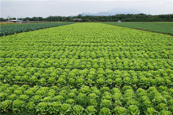 蔬菜种植摄影图__田园风光_自然景观_摄影图库_昵图网n