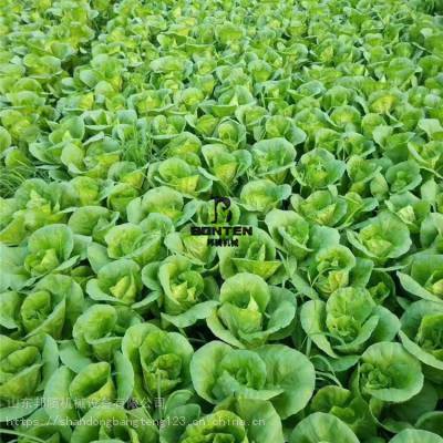 陕西蔬菜种植合作社先进技术播种机 小青菜菠菜香菜生菜免间苗播种机